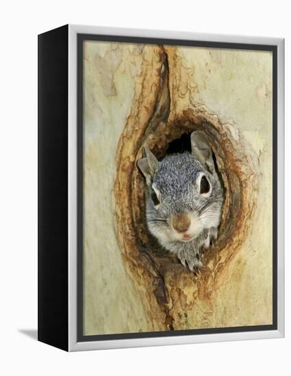 Grey Squirrel in Sycamore Tree Hole, Madera Canyon, Arizona, USA-Rolf Nussbaumer-Framed Premier Image Canvas