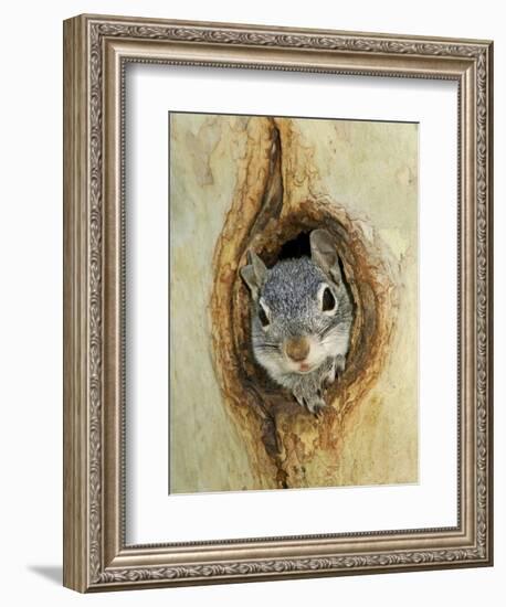 Grey Squirrel in Sycamore Tree Hole, Madera Canyon, Arizona, USA-Rolf Nussbaumer-Framed Photographic Print