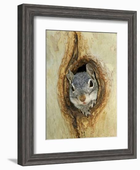 Grey Squirrel in Sycamore Tree Hole, Madera Canyon, Arizona, USA-Rolf Nussbaumer-Framed Photographic Print