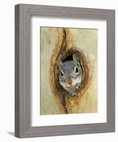 Grey Squirrel in Sycamore Tree Hole, Madera Canyon, Arizona, USA-Rolf Nussbaumer-Framed Photographic Print