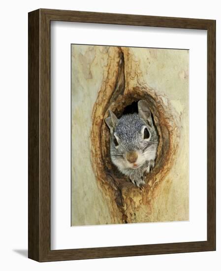 Grey Squirrel in Sycamore Tree Hole, Madera Canyon, Arizona, USA-Rolf Nussbaumer-Framed Photographic Print