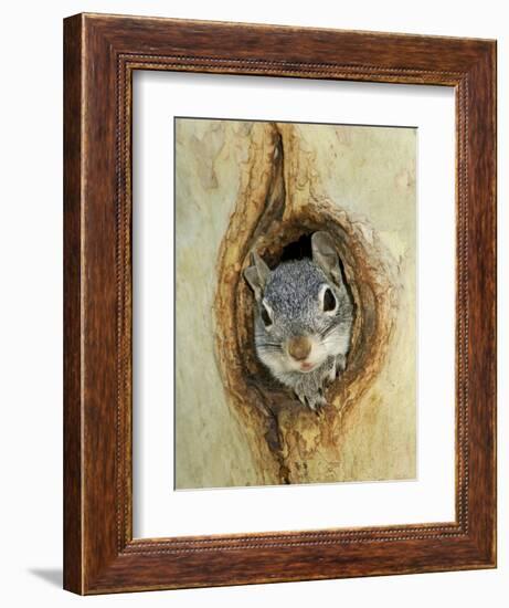 Grey Squirrel in Sycamore Tree Hole, Madera Canyon, Arizona, USA-Rolf Nussbaumer-Framed Photographic Print