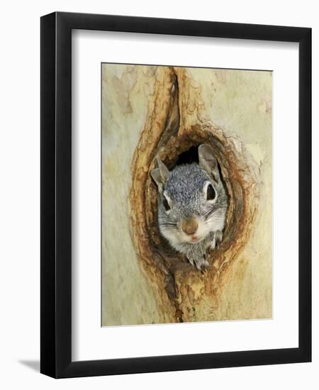 Grey Squirrel in Sycamore Tree Hole, Madera Canyon, Arizona, USA-Rolf Nussbaumer-Framed Photographic Print