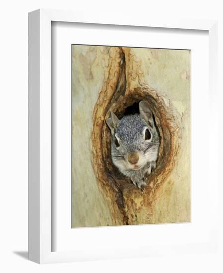 Grey Squirrel in Sycamore Tree Hole, Madera Canyon, Arizona, USA-Rolf Nussbaumer-Framed Photographic Print