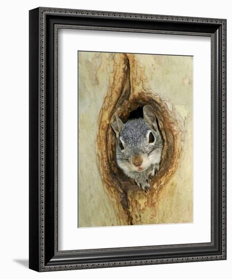 Grey Squirrel in Sycamore Tree Hole, Madera Canyon, Arizona, USA-Rolf Nussbaumer-Framed Photographic Print