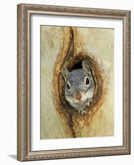 Grey Squirrel in Sycamore Tree Hole, Madera Canyon, Arizona, USA-Rolf Nussbaumer-Framed Photographic Print