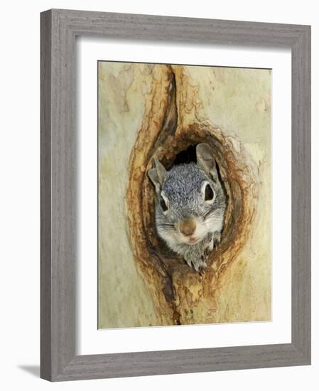 Grey Squirrel in Sycamore Tree Hole, Madera Canyon, Arizona, USA-Rolf Nussbaumer-Framed Photographic Print