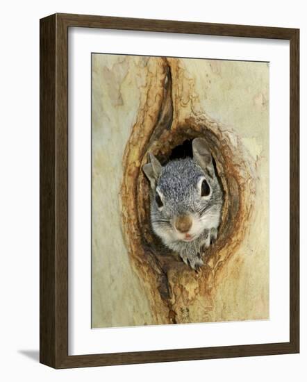 Grey Squirrel in Sycamore Tree Hole, Madera Canyon, Arizona, USA-Rolf Nussbaumer-Framed Photographic Print