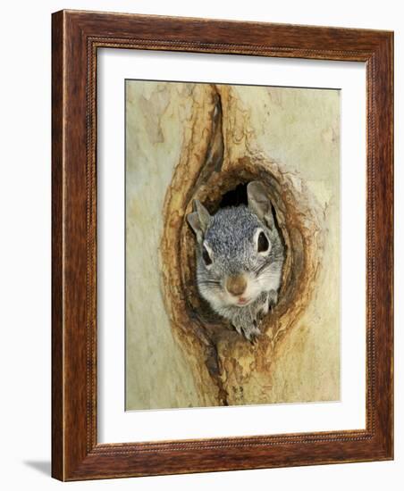 Grey Squirrel in Sycamore Tree Hole, Madera Canyon, Arizona, USA-Rolf Nussbaumer-Framed Photographic Print