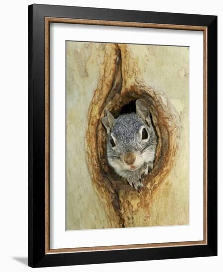 Grey Squirrel in Sycamore Tree Hole, Madera Canyon, Arizona, USA-Rolf Nussbaumer-Framed Photographic Print