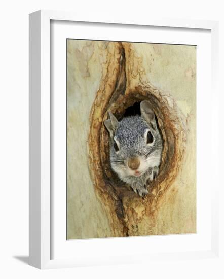 Grey Squirrel in Sycamore Tree Hole, Madera Canyon, Arizona, USA-Rolf Nussbaumer-Framed Photographic Print