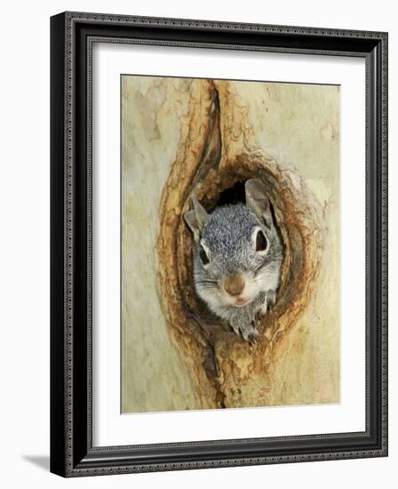 Grey Squirrel in Sycamore Tree Hole, Madera Canyon, Arizona, USA-Rolf Nussbaumer-Framed Photographic Print