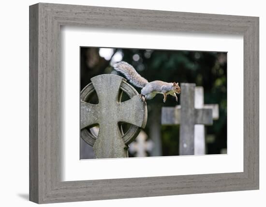Grey squirrel jumping between gravestones, UK-John Waters-Framed Photographic Print