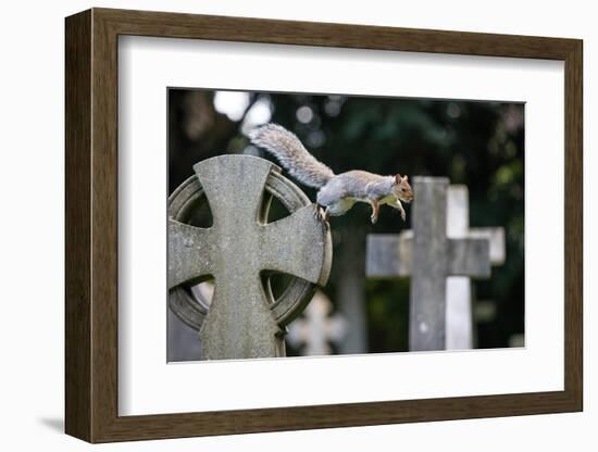 Grey squirrel jumping between gravestones, UK-John Waters-Framed Photographic Print