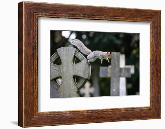 Grey squirrel jumping between gravestones, UK-John Waters-Framed Photographic Print