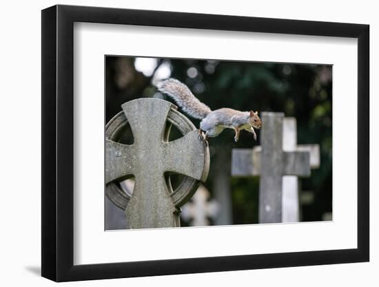 Grey squirrel jumping between gravestones, UK-John Waters-Framed Photographic Print