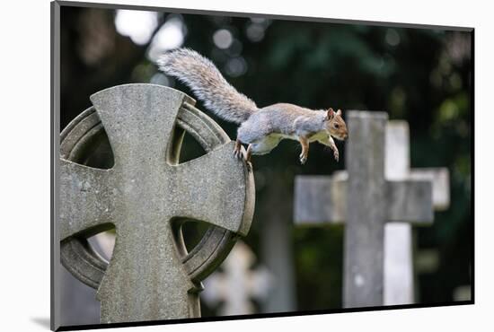 Grey squirrel jumping between gravestones, UK-John Waters-Mounted Photographic Print