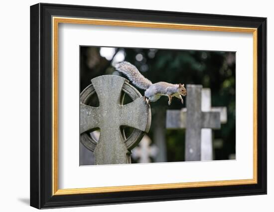 Grey squirrel jumping between gravestones, UK-John Waters-Framed Photographic Print