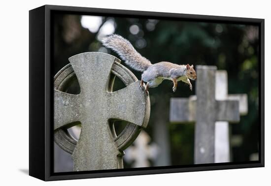 Grey squirrel jumping between gravestones, UK-John Waters-Framed Premier Image Canvas