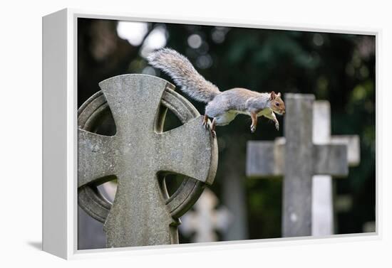 Grey squirrel jumping between gravestones, UK-John Waters-Framed Premier Image Canvas