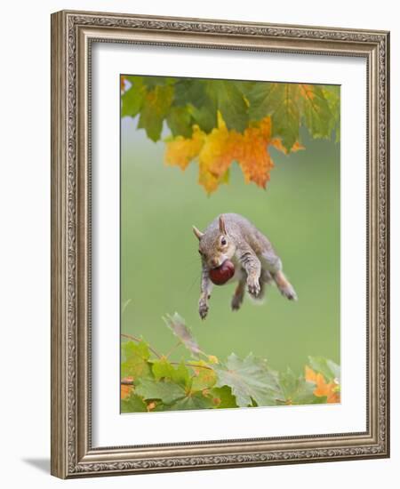 Grey Squirrel Jumping in Mid-Air with Nut in Mouth-null-Framed Photographic Print