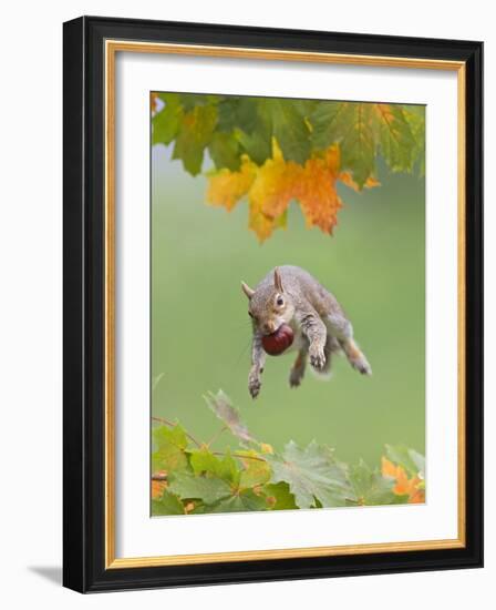 Grey Squirrel Jumping in Mid-Air with Nut in Mouth-null-Framed Photographic Print