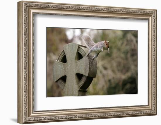 Grey squirrel leaping off a gravestone in a churchyard, UK-John Waters-Framed Photographic Print