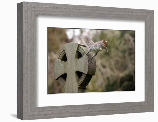 Grey squirrel leaping off a gravestone in a churchyard, UK-John Waters-Framed Photographic Print