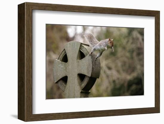 Grey squirrel leaping off a gravestone in a churchyard, UK-John Waters-Framed Photographic Print