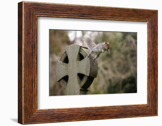 Grey squirrel leaping off a gravestone in a churchyard, UK-John Waters-Framed Photographic Print