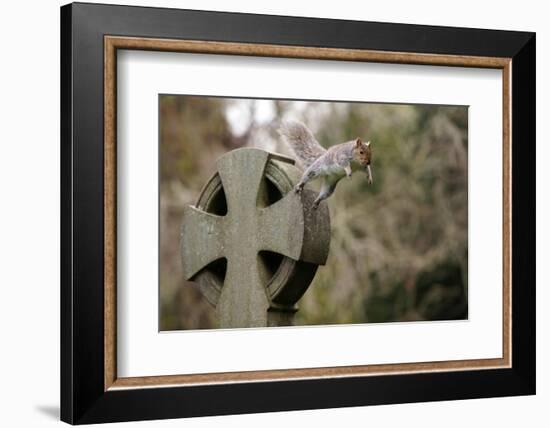 Grey squirrel leaping off a gravestone in a churchyard, UK-John Waters-Framed Photographic Print