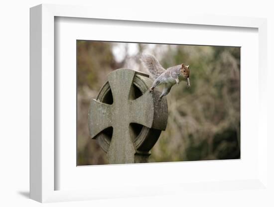 Grey squirrel leaping off a gravestone in a churchyard, UK-John Waters-Framed Photographic Print