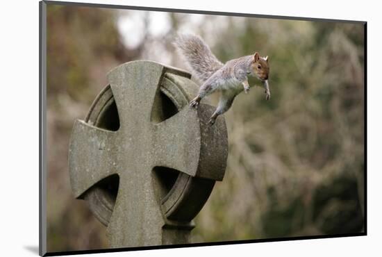 Grey squirrel leaping off a gravestone in a churchyard, UK-John Waters-Mounted Photographic Print