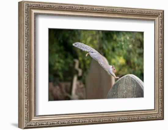 Grey squirrel leaping onto a gravestones, UK-John Waters-Framed Photographic Print