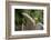 Grey squirrel leaping onto a gravestones, UK-John Waters-Framed Photographic Print