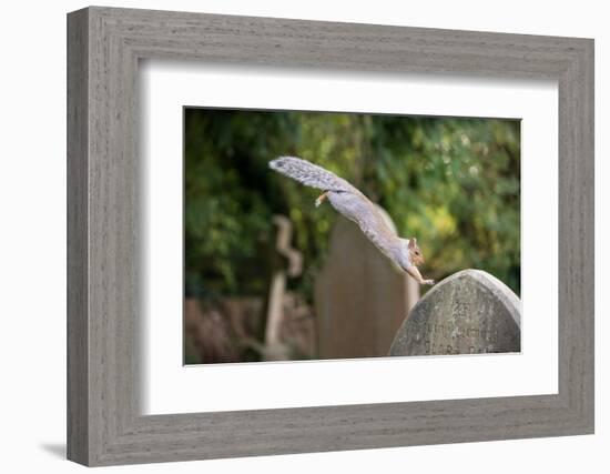 Grey squirrel leaping onto a gravestones, UK-John Waters-Framed Photographic Print