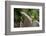 Grey squirrel leaping onto a gravestones, UK-John Waters-Framed Photographic Print