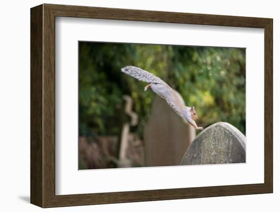 Grey squirrel leaping onto a gravestones, UK-John Waters-Framed Photographic Print