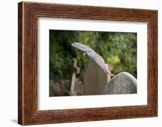 Grey squirrel leaping onto a gravestones, UK-John Waters-Framed Photographic Print