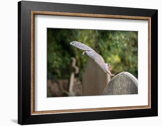 Grey squirrel leaping onto a gravestones, UK-John Waters-Framed Photographic Print