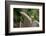 Grey squirrel leaping onto a gravestones, UK-John Waters-Framed Photographic Print