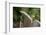 Grey squirrel leaping onto a gravestones, UK-John Waters-Framed Photographic Print