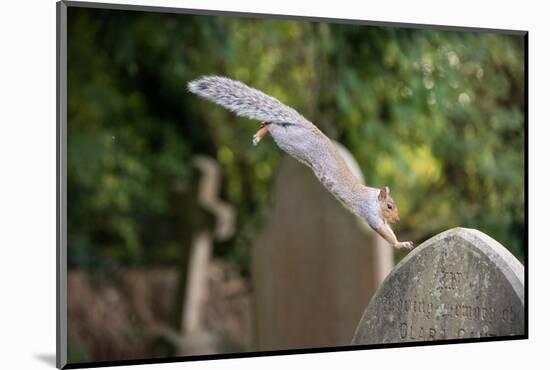 Grey squirrel leaping onto a gravestones, UK-John Waters-Mounted Photographic Print