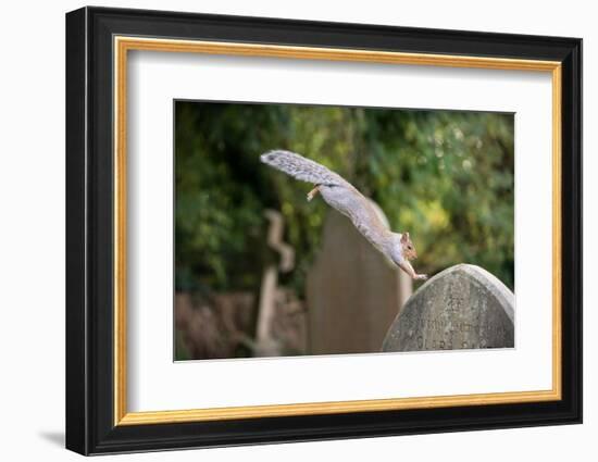 Grey squirrel leaping onto a gravestones, UK-John Waters-Framed Photographic Print