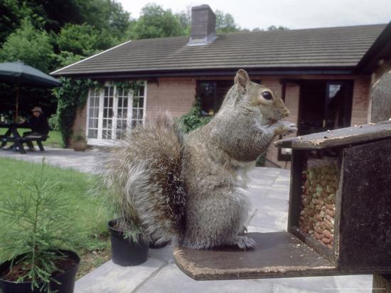 grey squirrel on bird