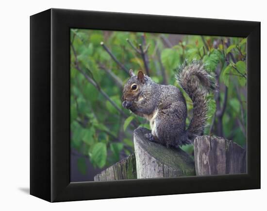 Grey Squirrel on Fencepost-Adam Jones-Framed Premier Image Canvas