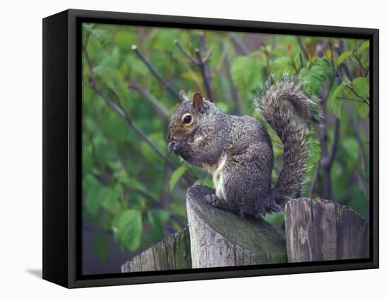 Grey Squirrel on Fencepost-Adam Jones-Framed Premier Image Canvas