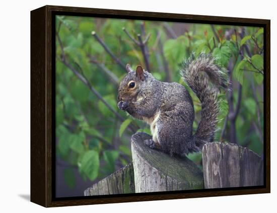 Grey Squirrel on Fencepost-Adam Jones-Framed Premier Image Canvas