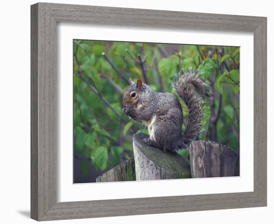 Grey Squirrel on Fencepost-Adam Jones-Framed Photographic Print