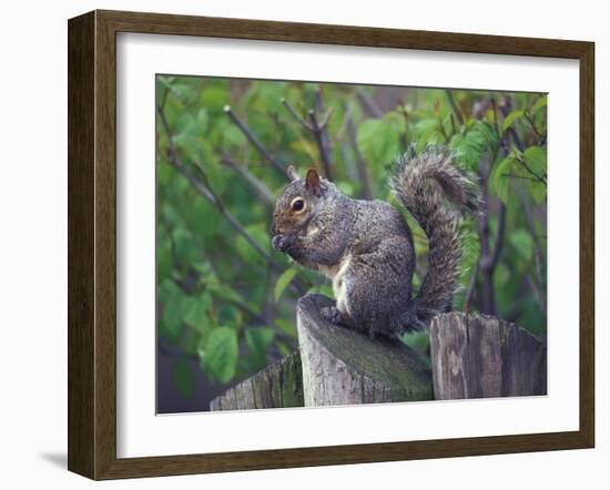 Grey Squirrel on Fencepost-Adam Jones-Framed Photographic Print